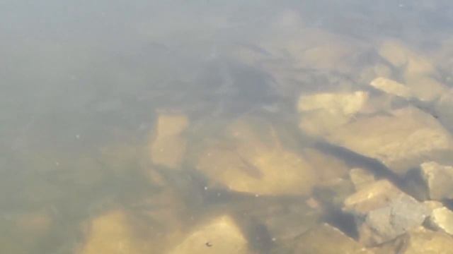 Рабалка с берега на Чебака Шершни