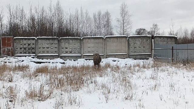 26.11.23. борзеЛось как обычно... смотреть онлайн