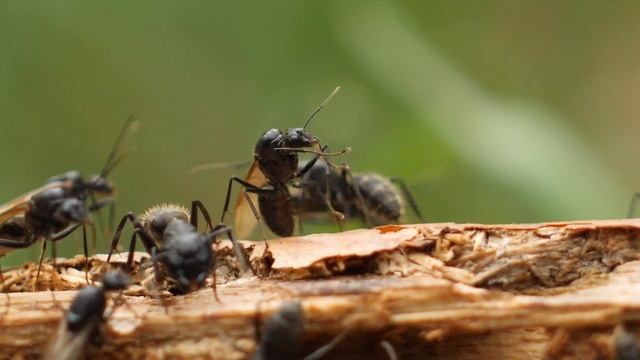Черный муравей древоточец. Лёт молодых маток муравьев. смотреть онлайн