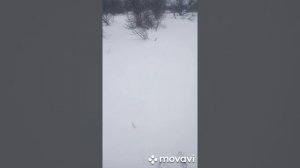 охота на зайца сайга 410к