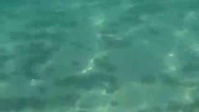 Какое море в израиле? Смортите подводный мир Средиземного моря. Вторая часть. смотреть онлайн