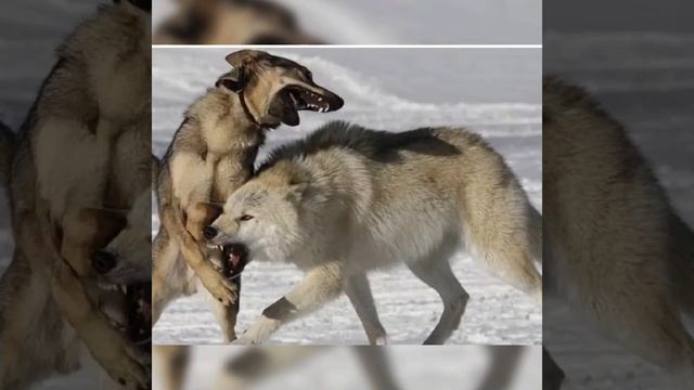 Армянский Волкодав и волк кто сильней? смотреть онлайн