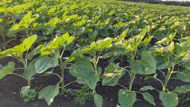 Вносим фунгицид на Подсолнух ? смотреть онлайн