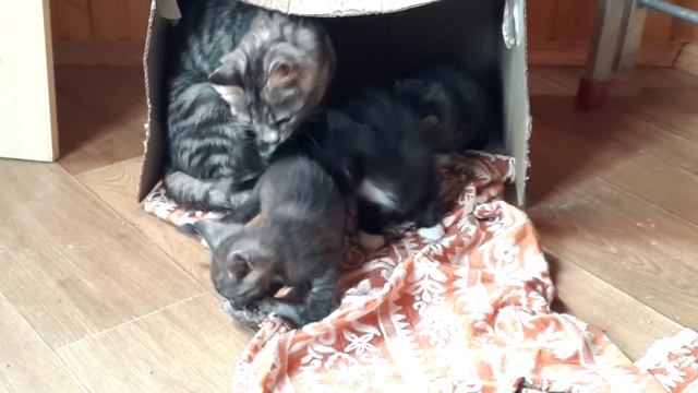 Серо-голубой котик 1,5 мес защищает мышку! смотреть онлайн
