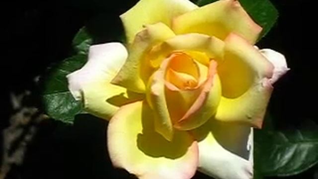 Роза Глория Дей, лето. смотреть онлайн