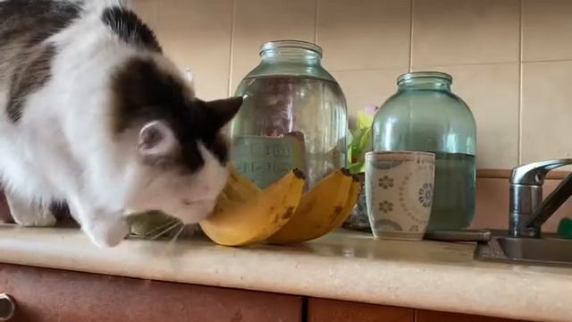 Кошка ест бананы смотреть онлайн
