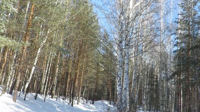 Весенний лес в зимнем убранстве, конец марта, Spring forest in winter decoration, end of March смотреть онлайн