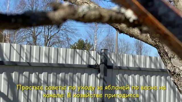 Какие ветки нужно обязательно обрезать весной на яблоне