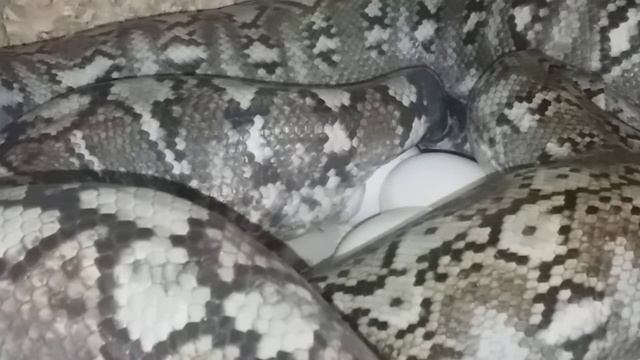 Python reticulatus SD laying eggs смотреть онлайн