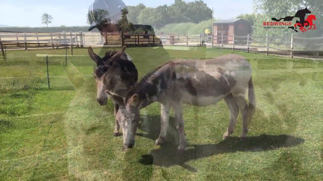 Our donkeys come to you this Easter! смотреть онлайн