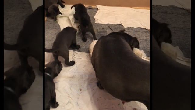 Игры без правил. Щенки Кане корсо смотреть онлайн