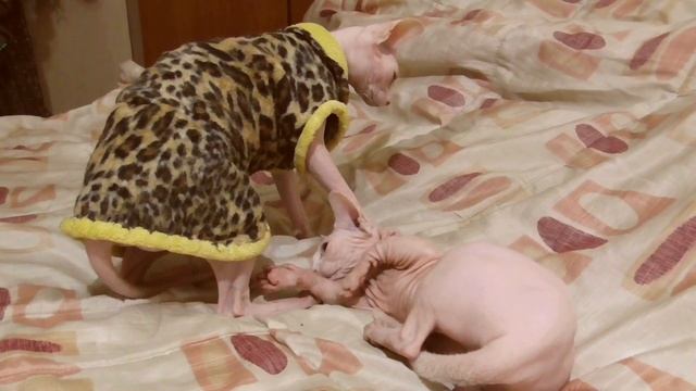 Шкодливые кошки. Семейные разборки канадских сфинксов и бамбино. смотреть онлайн