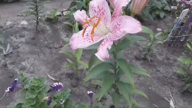 САМОЕ КРУПНОЕ СОЦВЕТИЕ ЛИЛИИ СРЕДИ ОТ ГИБРИДОВ. смотреть онлайн