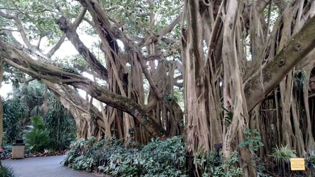 Banyan tree (Ficus benghalensis L) смотреть онлайн