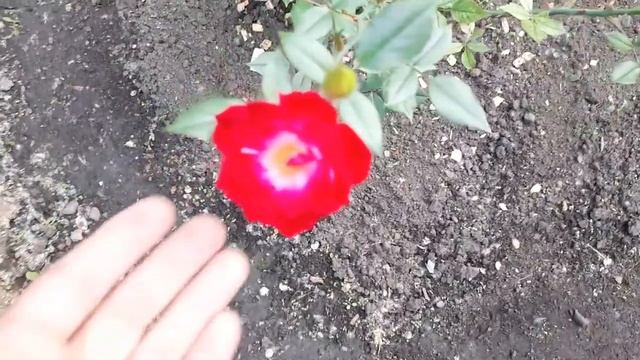 Роза почвопокровная "Липстик" (Тантау 2011).Начало цветения смотреть онлайн