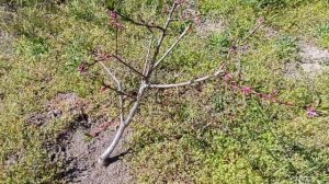 можно ли персик привить к вишне? Да! Вот результат.