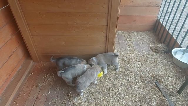 С утра рыбки лайкам/ Щенкам молока/ смотреть онлайн