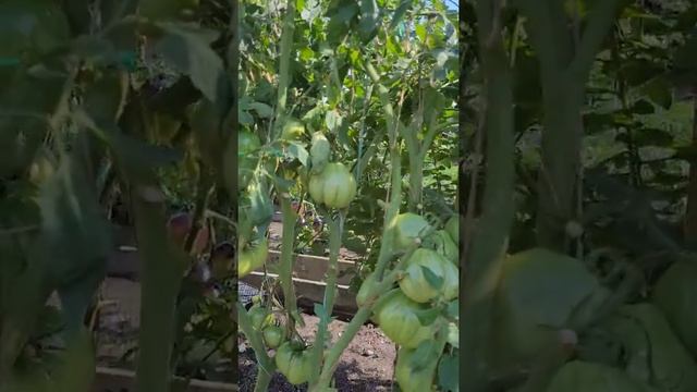 Коллекционные сорта томатов Гигант Бельгии жёлтый, Жёлтые торбочки и Руби Голд. смотреть онлайн