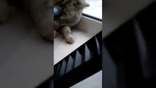 Сухая чистка кошки смотреть онлайн