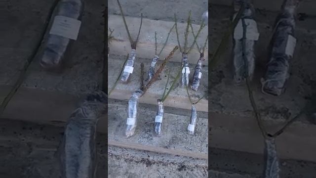 Цветёт мирабилис/ Пришли мои розы /Лето 2018 смотреть онлайн