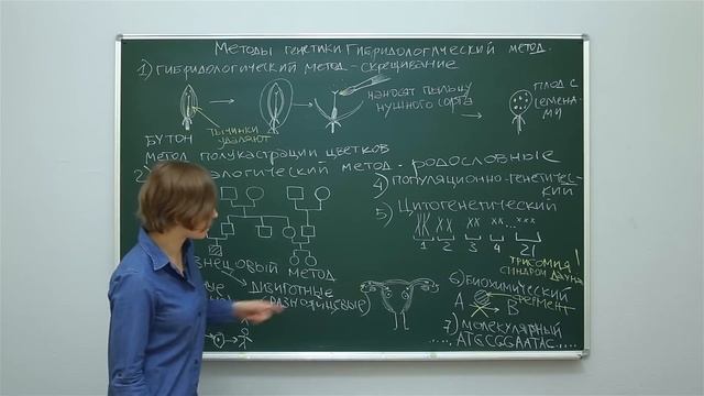 Биология. Генетика: Методы генетики. Гибридологический метод. Центр онлайн-обучения «Фоксфорд» смотреть онлайн