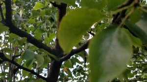 Груша привита на.....