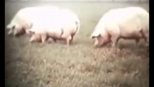 СЕЛЕКЦИЯ ЖИВОТНЫХ