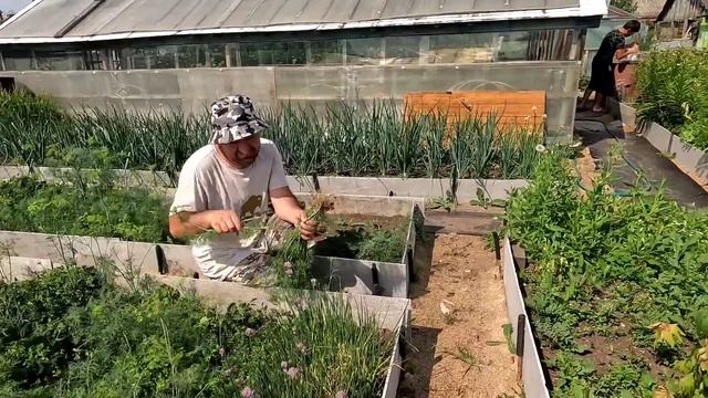 Обед на даче. Для друзей заготавливаю укроп.