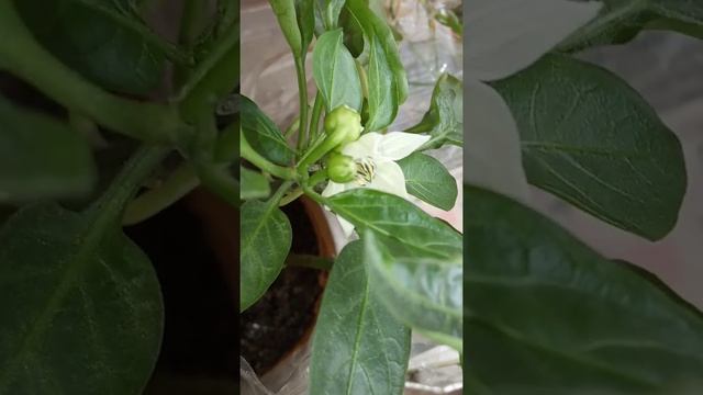 Выращивание перца на подоконнике в домашних условиях.Зеленый перец в домашних условиях смотреть онлайн