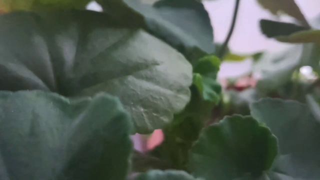 Тайная жизнь рассады