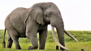 Звуки диких животных