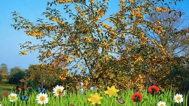 Яблоня декоративная Голден Хорнет ? Обзор: посадка и уход. крупномеры яблони: описание и особенност смотреть онлайн