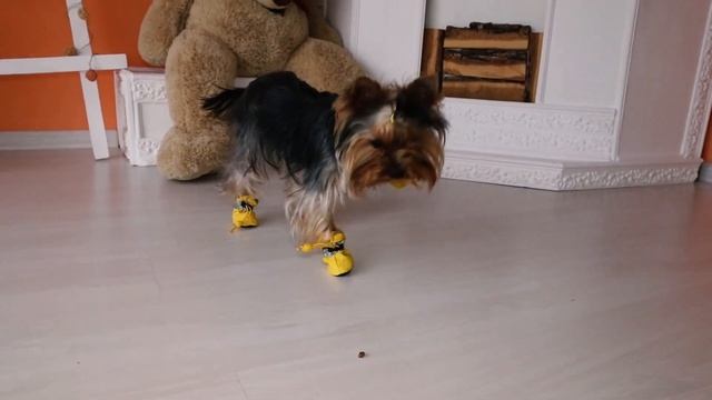 Собака учится ходить в обуви. Первый раз надели ботинки для собак. Как приучить щенка носить обувь смотреть онлайн