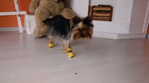 Собака учится ходить в обуви. Первый раз надели ботинки для собак. Как приучить щенка носить обувь