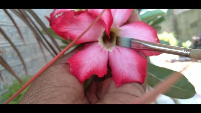 HOW TO SEED POD FROM ADENIUM FLOWER//GARDENING AND CRAFTY смотреть онлайн