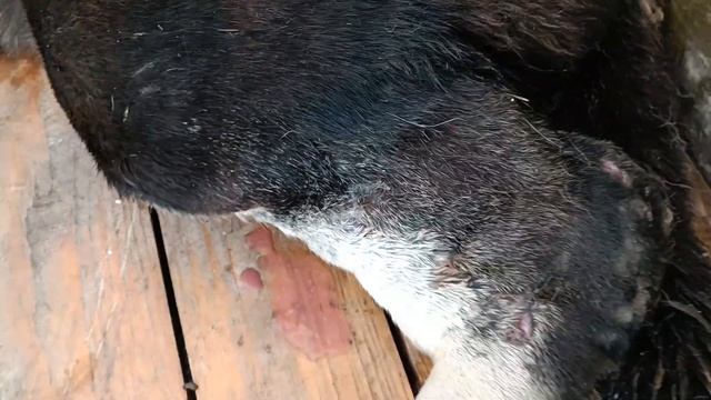 Тбилиси ?? Грузия Приют Тамаза Элизбарашвили ? ? ? ? Paypal : Elizbarashvilidog@yahoo.com смотреть онлайн