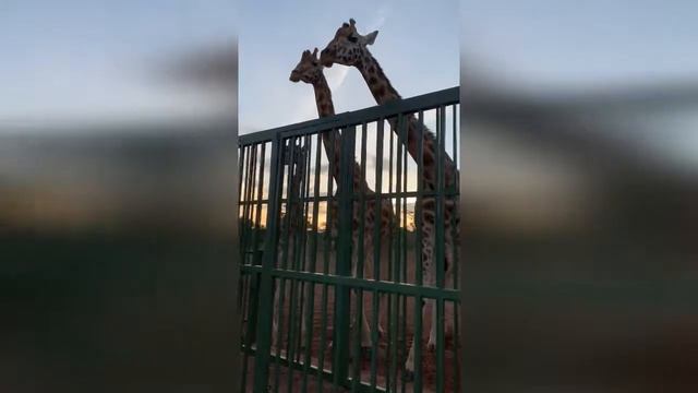 Кения означает "Гора" смотреть онлайн