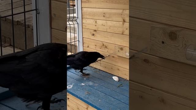 Повысил уровень сложности #воронгоша #crow #raven #animal #aboutbirds смотреть онлайн
