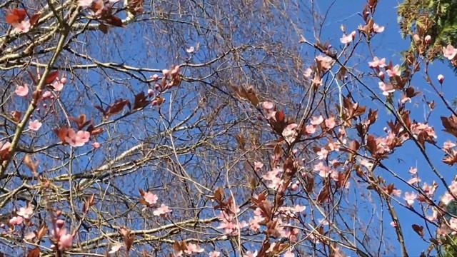Prunier d'ornement pourpre 'Prunus cerasifera Pissardii' Une beauté éphémère estampe en hiver смотреть онлайн