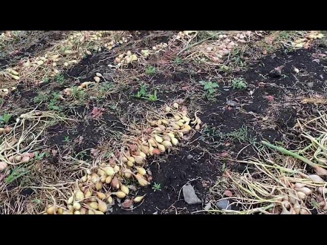 Уборка лука шалота смотреть онлайн