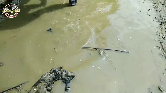 Sungai Ini Mengering Ribuan Ikan Bermunculan смотреть онлайн