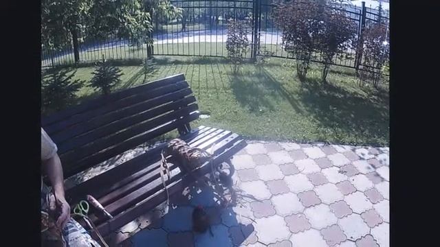 первоцвет новые лапти с завязками Маленький сюрприз! смотреть онлайн