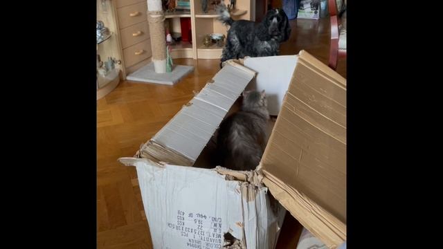 Кошечки-собачки