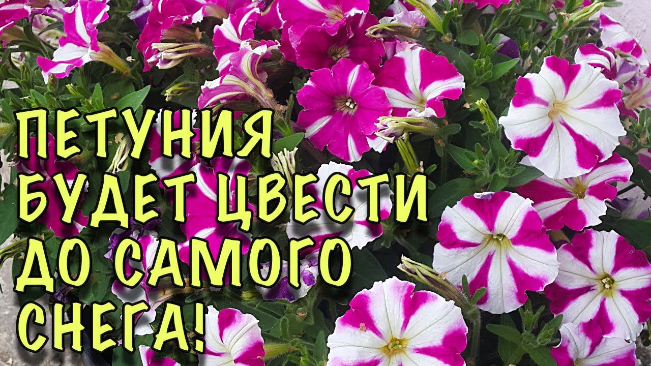 ПЕТУНИЯ будет цвести ПЫШНЫМ ШАРИКОМ ДО ЗАМОРОЗКОВ! Летнее ОМОЛОЖЕНИЕ и ПОДКОРМКА! смотреть онлайн