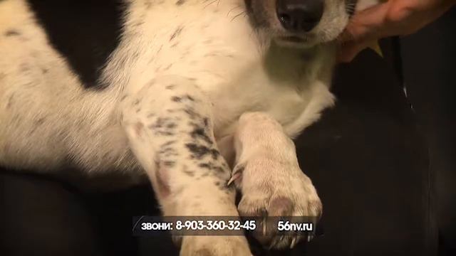 Шанс Сальчича ноябрь смотреть онлайн