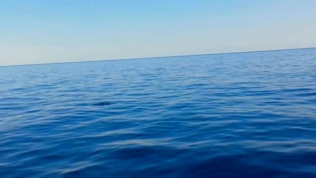 Дельфины в Ялте смотреть онлайн