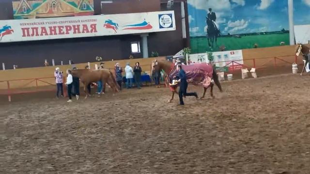 Берестень Чемпион донской породы смотреть онлайн
