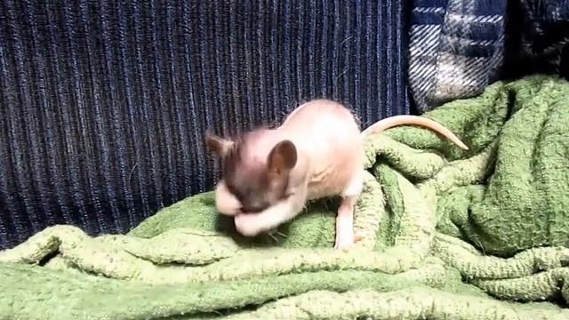 Крысята | Мелкозавры на выгуле (обещанное). смотреть онлайн