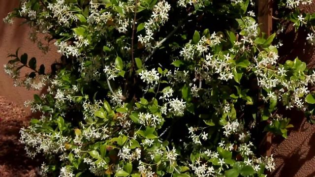 Star Nursery Dr Q Spring Flower Gardening 2020 смотреть онлайн