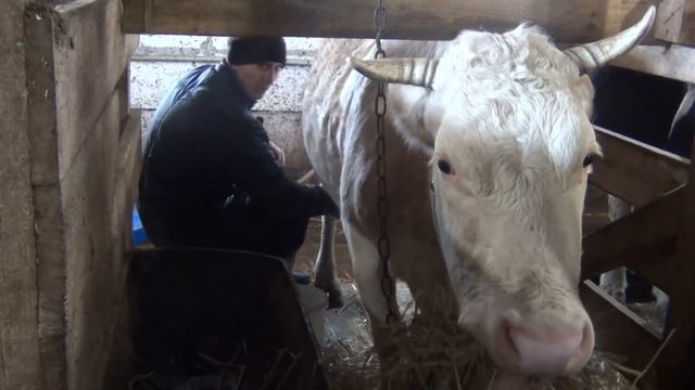 их уже четыре, первое доение после отела, первое кормление теленка смотреть онлайн